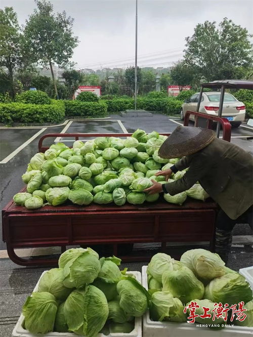 衡陽市人民政府門戶網(wǎng)站 衡陽城鄉(xiāng)產(chǎn)業(yè)運(yùn)營集團(tuán)銷售中心采購銷售本地農(nóng)產(chǎn)品超400萬元