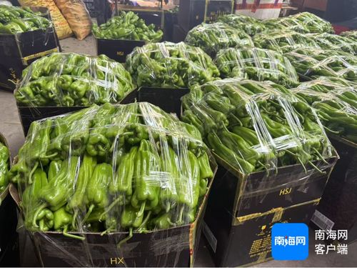 公益海南 媒美與共丨海口市菜籃子江楠農(nóng)產(chǎn)品批發(fā)市場擴大本地菜免費銷售區(qū) 助力椒農(nóng) 拓銷路