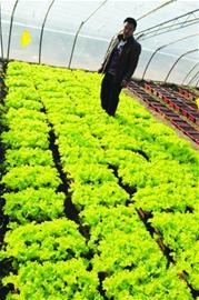 即墨沽河畔建萬(wàn)畝現(xiàn)代化菜園 蔬菜可直通網(wǎng)店銷售