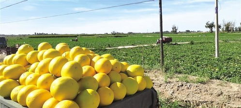 甘 味產(chǎn)品線上銷量成倍增長(zhǎng) 甘肅特產(chǎn)成 網(wǎng)紅