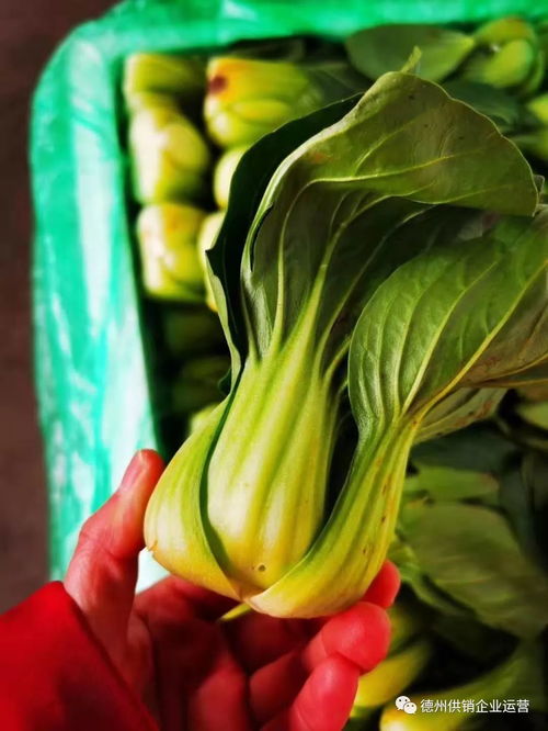 保供給,穩(wěn)物價 德州市供銷社系統(tǒng)全力抗擊疫情